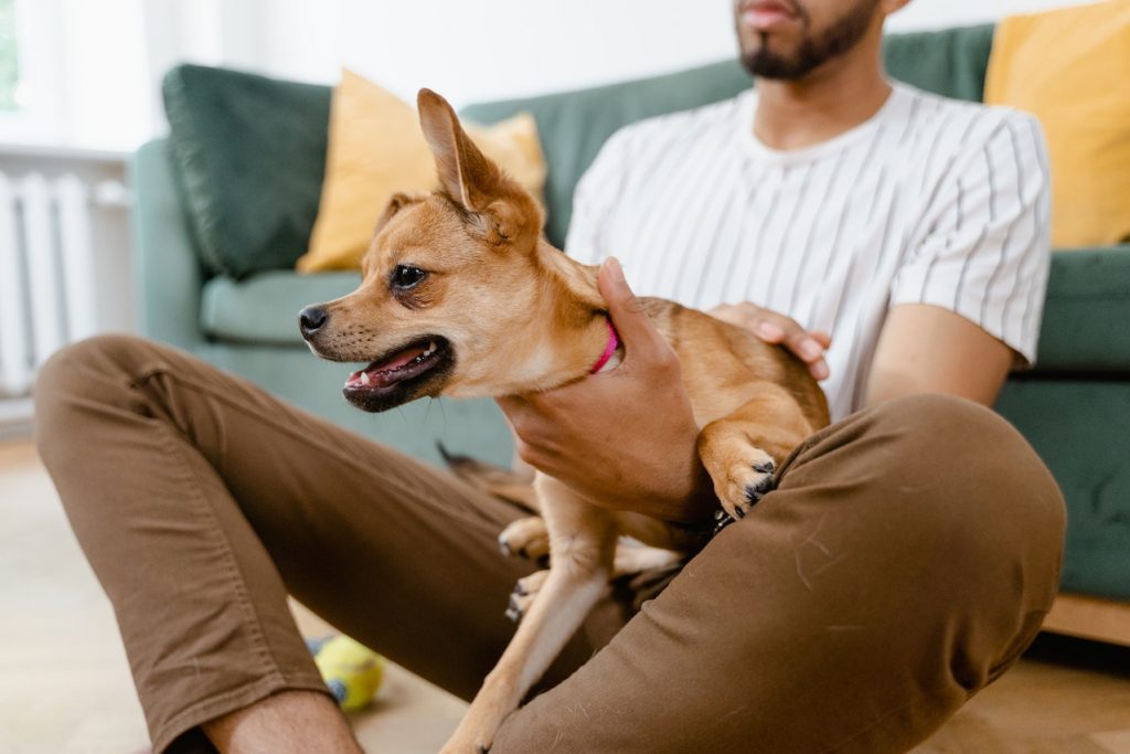 fan des chiens, créer son salon de toilettage pour prendre soin d'eux